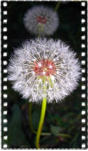 Одуванчик лекарственный (Taraxacum officinale Web.)